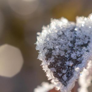 Jak powstaje szadź i rosa?